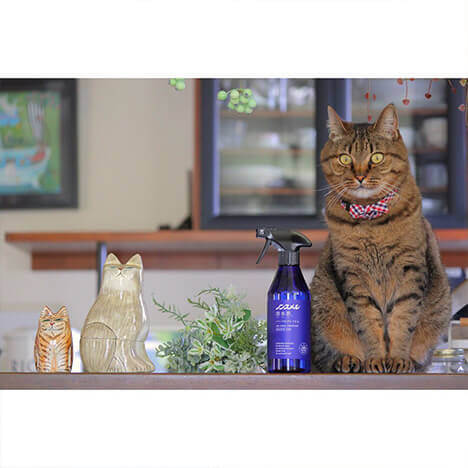 無重力猫 ミルコのお家